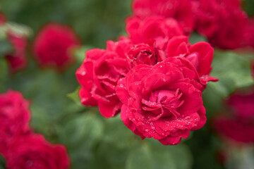 Beautiful red roses with drops of water