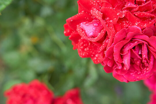 Fine art image of beautiful red pastel roses in garden with blurry background
