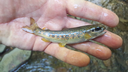 Fly fishing Tuscany trout pesca mosca toscana
