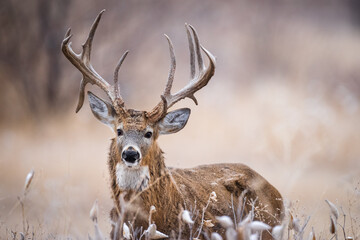 Atypical Buck