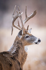 Closeup Buck
