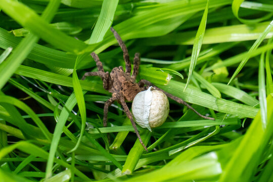 Wolf spider with egg sac in grass