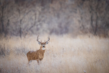 Buck in Field