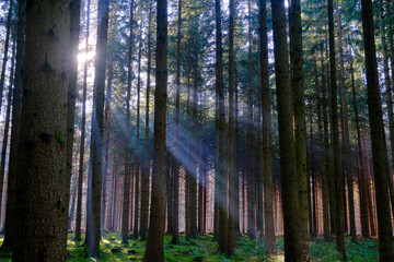 Sonnenstrahlen im Wald 
