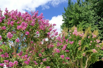 Fototapeta premium fleurs de lilas des indes rose au soleil