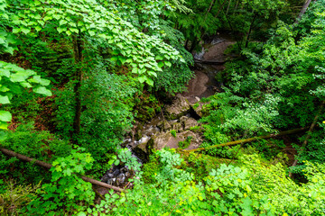 Forest karst sinkhole