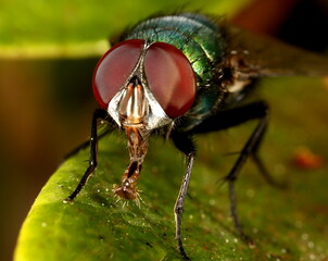 Macro photo of Green bottle fly.