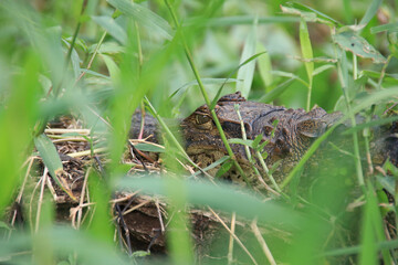 brown caiman viewed behind blurred green grass in Tortuguero National Park Costa Rica