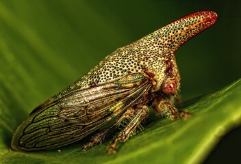 Macro photo of a Oak treehopper.