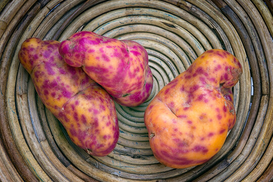 Olluco (Ullucus tuberosus), a exotic and colorful root crop from the Andean, used as food