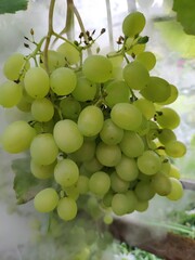 bunch of grapes