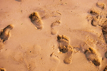footprint in the sand beach of north sea