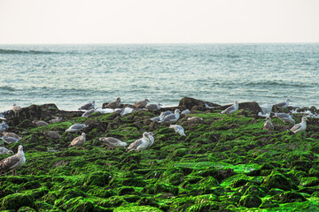 Seagulls on the shores of the north sea, green mud on the stones.