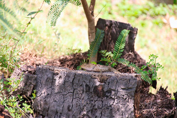 crested lizard on a tree rump