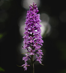 Orchid in The Hortekollen forest in Norway
