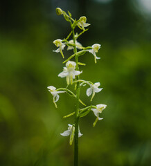 Orchid in The Hortekollen forest in Norway