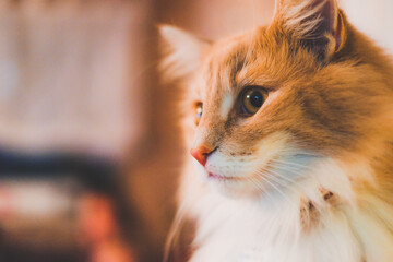 rudy kot z białym pyszczkiem w ciepłym świetle