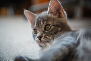 Naklejka premium 子猫