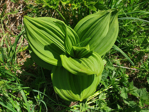 The veratrum viride or veratrum album plant grows in a clearing in the forest.