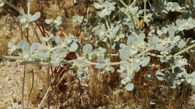 Tiny yellow blooming trichomatic head inflorescences of Honeysweet, Tidestromia Suffruticosa, Amaranthaceae, native androgyne perennial subshrub near Twentynine Palms, Southern Mojave Desert, Summer.