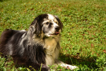 Blue Merle Australian shepherd sticking out her tongue