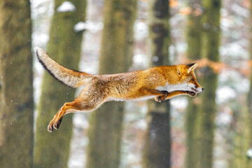 Fox flight. Red fox, Vulpes vulpes, jumping in winter forest. Orange fur coat animal in nature habitat. Fox on green forest meadow. Action fly funny scene from nature. Wildlife scene from Europe.