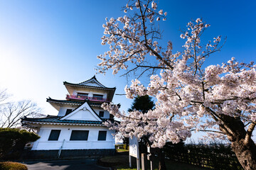 Fototapeta premium 日本 涌谷城満開の桜とお城