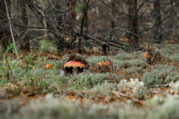 Amanita muscaria grows in a clearing in the forest.