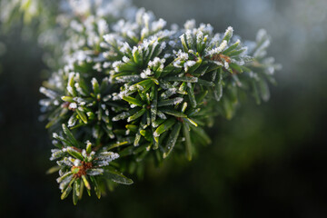 tree branch with green needles covered with snow crystals and frost sparkling in the sun