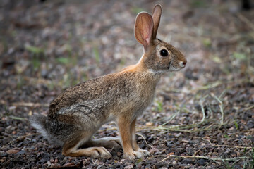 Antelope Jackrabbit Close Up Profile with Big Eyes and Ears