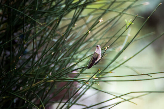 Black Chinned Hummingbird Perched Quietly In Bush