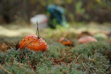 Amanita muscaria grows in a clearing in the forest. Poisonous mushrooms during mushroom picking