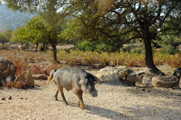 Wild Boar in Sardinia, Baunei