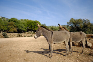 Obraz na płótnie Canvas Couple of Wild Donkey in Sardinia, Baunei