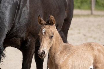 Naklejka na ściany i meble Head of a newborn yellow foal, stands with its brown mother. Against the mare's belly