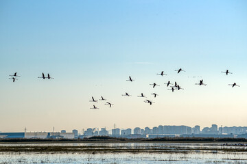 Migratory birds take a break near cities. Electrical wires and air and water pollution in cities harm bird species