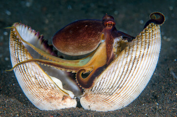 Coconut Octopus - Amphioctopus marginatus making its house from a shell in the night. Macro underwater world of Tulamben, Bali, Indonesia. © diveivanov