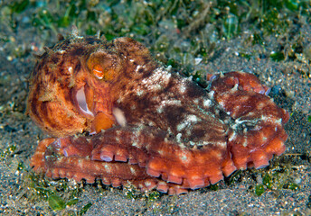 Starry night octopus - Callistoctopus luteus in the night. Underwater world of Tulamben, Bali, Indonesia.	