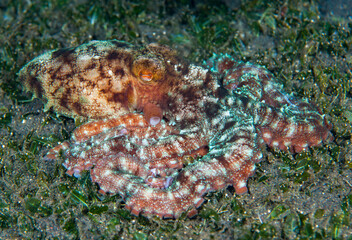 Obraz na płótnie Canvas Starry night octopus - Callistoctopus luteus in the night. Underwater world of Tulamben, Bali, Indonesia. 