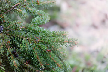 Christmas, winter background with frosty thuja tree. Macro shot