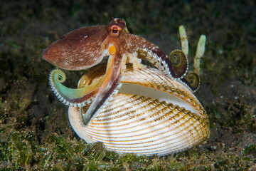 Coconut Octopus - Amphioctopus marginatus making its house from a shell in the night. Macro underwater world of Tulamben, Bali, Indonesia.