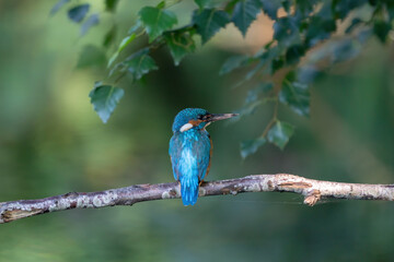 Beautiful blue Kingfisher bird, male Common Kingfisher, sitting on a branch, back profile. Nature green background