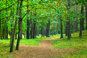 Hiking trail in the summer green forest