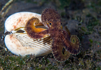 Coconut Octopus - Amphioctopus marginatus making its house from a shell in the night. Macro underwater world of Tulamben, Bali, Indonesia.