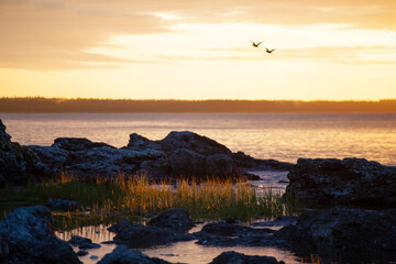 Early morning and sunrise over the Island of Gotland and the Baltic Sea. Two silhouette birds in the sky.