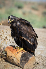 Steppe eagle / Aquila nipalensis. Chyornye Zemli (Black Lands) Nature Reserve, Kalmykia region, Russia.