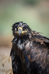Steppe eagle / Aquila nipalensis. Chyornye Zemli (Black Lands) Nature Reserve, Kalmykia region, Russia.
