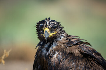 Steppe eagle / Aquila nipalensis. Chyornye Zemli (Black Lands) Nature Reserve, Kalmykia region, Russia.
