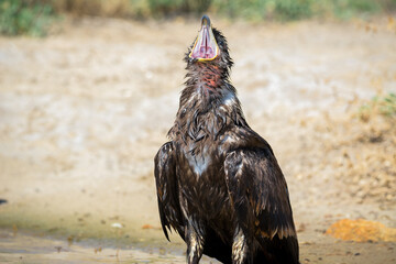 Steppe eagle / Aquila nipalensis. Chyornye Zemli (Black Lands) Nature Reserve, Kalmykia region, Russia.