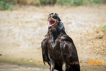 Fototapeta premium Steppe eagle / Aquila nipalensis. Chyornye Zemli (Black Lands) Nature Reserve, Kalmykia region, Russia.